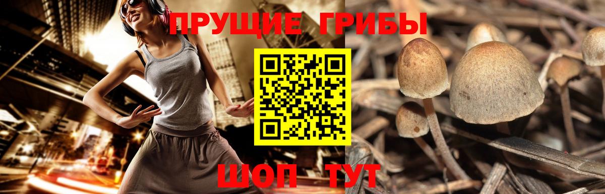 Псилоцибиновые грибы Cubensis Удомля